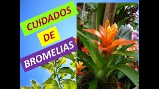 COMO Cuidar y reproducir BROMELIAS Bromeliaceae [upl. by Strauss]