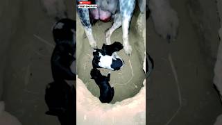 New Puppys Born 🥰  56  shorts minivlog vlog dog [upl. by Llerahs]