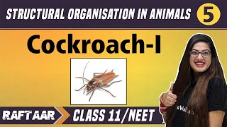 Structural Organization in Animals 05  CockroachI   Class 11NEET  RAFTAAR [upl. by Yaf300]