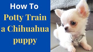 How to easily potty train Chihuahua puppy Effective potty training tips [upl. by Bashee]