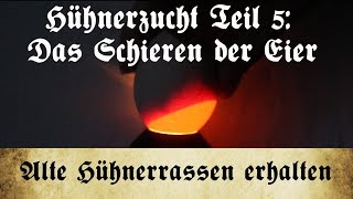 Zucht alter Hühnerrassen  Teil 5 Das Schieren der Bruteier an Tag 7 14 und 17 [upl. by Riebling]