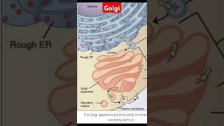 Golgi bodies shortsvideo education cellorganelle golgibody golgiapparatus golgi [upl. by Naig]