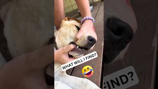 🐶 Dogs Being Dog Gone Hilarious Part 38 🐾😂 funny [upl. by Gratiana]