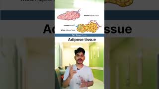 Adipose tissue in Hindi anatomy quiz biology medicalquiz [upl. by Ailic]