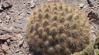 Echinocereus stramineus [upl. by Perl]