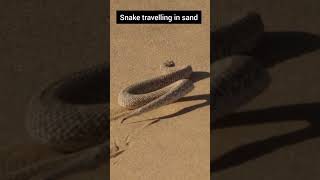 Deadly walk of snake viral shorts viralvideo utubeshorts ytshorts viralshorts [upl. by Eardnaed]