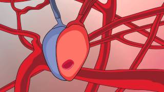 Video 13 Circulatory System and Respiratory Support [upl. by Eniamreg]