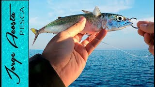 Pesca con MACARELA VIVA  mi primer JUREL Yellowtail en SAN CARLOS SONORA [upl. by Pasquale]