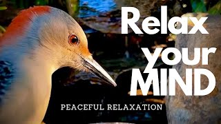 PEACEFUL WATER SOUNDS TRICKLING WATER SOUND PEACEFUL WIND CHIMES ASMR BIRD SOUNDS [upl. by Jonas781]