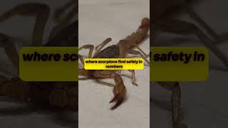 Scorpions Secret Communal Nesting facts wildlife venomousfacts scorpion [upl. by Winou]