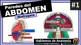 🔴👉ANATOMIA DEL ABDOMEN  PAREDES 1ra Parte [upl. by Enohpets381]