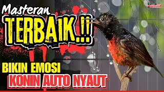 KOLIBRI NINJA GACOR FULL NEMBAK MATERI MEWAH  PANCINGAN KONIN BAHAN AGAR CEPAT EMOSI BONGKAR ISIAN [upl. by Iznik]