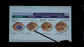 Biology Help Biology 123 Chapter 8 Mitosis and Meiosis [upl. by Iat945]