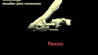 Forelimb maximal joint ranges of motion in Ichthyostega an Early Tetrapod [upl. by Gnaoh]