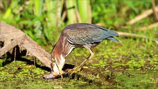 Green Heron [upl. by Enehpets]