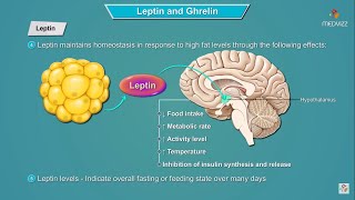 Leptin and Ghrelin hormones mechanism of action  Physiology  USMLE Step 1 [upl. by Yahsat333]