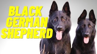 Black German shepherd Dog Very Smart And intelligent Dog Black German shepherd [upl. by Nahpos]