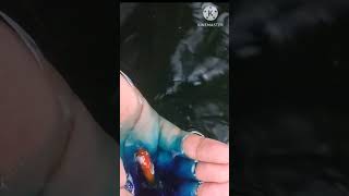 my goldfish red spot disease minivlog aquariumfish goldfish [upl. by Becker]