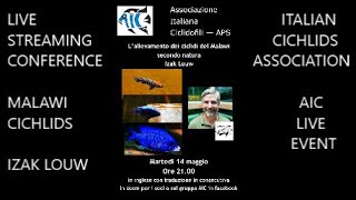 IZAK LOUW Lake Malawi Cichlids breeding as in nature  MALAWI CICHLIDS  Ciclidi  AIC LIVE EVENT [upl. by Enidlarej]