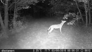 distianert Trail Camera DH8 review [upl. by Dud]