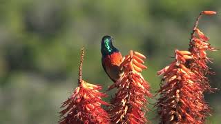 Amakhala Game Reserve  Bird Watching Paradise [upl. by Odlonra706]