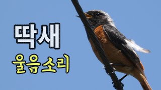 딱새 울음소리ㅣDaurian Redstart Singing [upl. by Follansbee]