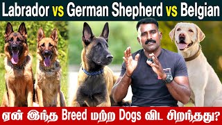 மற்ற நாய்களை விட ஏன் இந்த நாய் சிறந்தது  Belgian Malinois dog  Dog Training  Dog Bite  Ikeypets [upl. by Phelia]