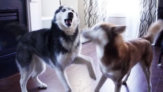 Mishka the Talking Husky and Laika Battle Over Beds [upl. by Onairpic]