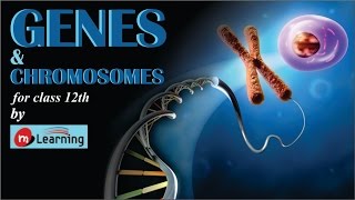 GENES amp CHROMOSOMES SEX DETERMINATION  05 For Class 12th and JIPMER [upl. by Lohcin]