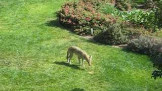 Coyote in suburban backyard [upl. by Chalmers933]