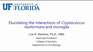 Elucidating the Interactions of Cryptococcus Neoformans and Microglia [upl. by Cheyne13]