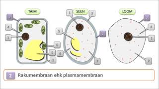 eukaryota cell [upl. by Ollie211]