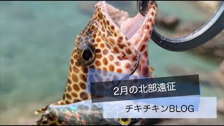 2月の北部遠征［沖縄釣り ルアー釣り］沖縄 ルアー釣り 沖縄釣り fishing イシミーバイ Okinawa レンジバイブ [upl. by Yelkrab189]