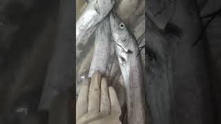 Fresh hairtail fish just caught from the sea [upl. by Rehsa909]