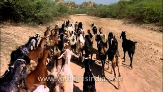 Trip of domesticated goats in National Chambal Sanctuary area [upl. by Enelia]