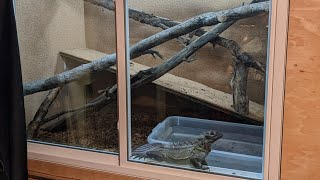 We Built a New Enclosure For Our Philippine Sailfin Dragon [upl. by Niboc759]