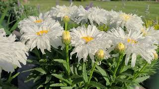 Leucanthemum Belgian Lace Shasta Daisy  Great Little Perennial  Exquisite Large Lacy Flowers [upl. by Entroc773]