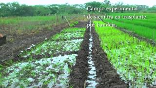 Metodo de Transplante para Cultivos de Arroz [upl. by Gershon]