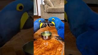 Hyacinth Macaw  Worlds Largest Macaw hyacinthmacaw Macaws [upl. by Sedinoel668]