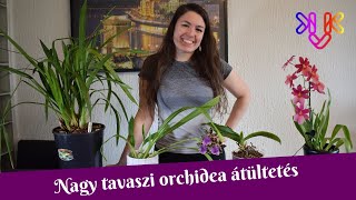 Nagy tavaszi orchidea átültetés  Lepkeorchidea és csónakorchidea átültetés tippekkel [upl. by Durman938]