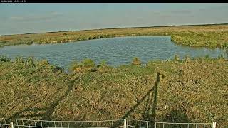 Attwater Prairie Chicken NWR Live Stream [upl. by Amleht]