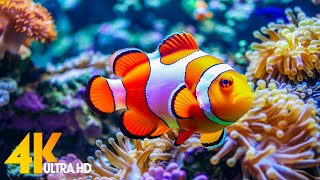 Aquarium 4K VIDEO ULTRA HD 🐠 Beautiful Coral Reef Fish  Relaxing Sleep Meditation Music 62 [upl. by Margit842]