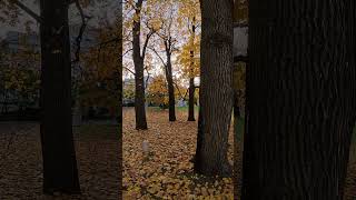 Fall Maples Framed Elagin Park in St Petersburg 4K HDR GoPro HERO12 Black walkingtour asmr garden [upl. by Litnahs380]