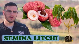 Seminare Litchi Facilmente  Metodo Rapido Successo 100 [upl. by Vedette112]