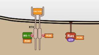 The PI3KAKT signalling pathway [upl. by Malas497]