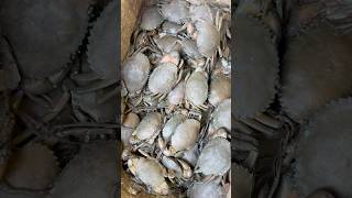 Amazing Big Life Crabs 🦀 In Ghazipur Mandishortvideo crabs rrrm [upl. by Acireit]