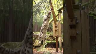 Reaching for snacks snow leopard style…🐾 snowleopard bigcats shorts cuteanimals [upl. by Nevets]