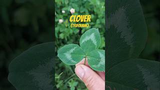 Is this edible CLOVER Secrets Revealed [upl. by Rolph]