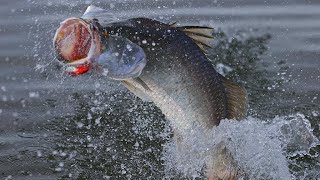 How to catch really big barra the science of a metery  Fishing the Wild NT Ep4 [upl. by Gnoc]