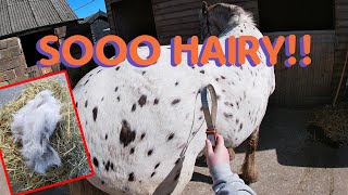 SO SATISFYING 🤤  Groom a moulting horse with me  GOPRO  EquineAsh 1 [upl. by Eddi356]